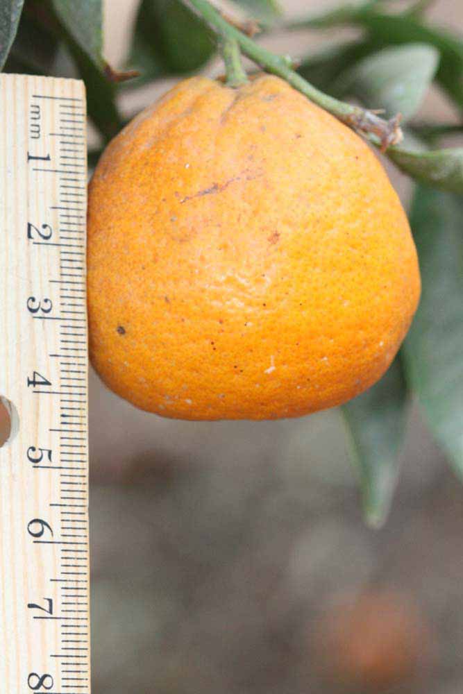            Fruit (Riverside, CA)   